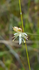 Juncus stygius americanus