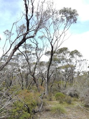 Eucalyptus occidentalis