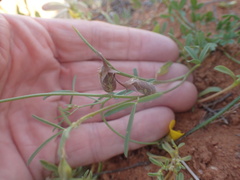 Crotalaria humilis
