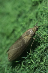 Sciota fumella