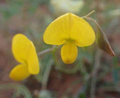 Crotalaria humilis