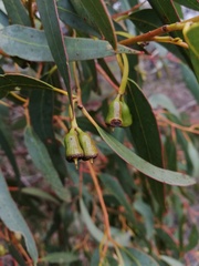 Eucalyptus occidentalis