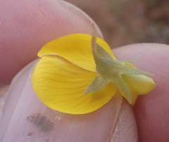 Crotalaria humilis