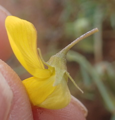 Crotalaria humilis