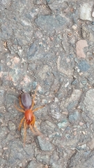 Dysdera crocata