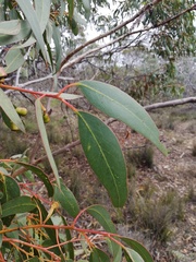 Eucalyptus occidentalis