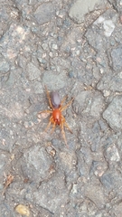 Dysdera crocata