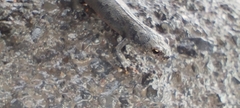 Ichthyosaura alpestris
