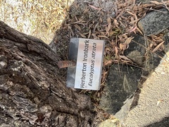 Eucalyptus atrata