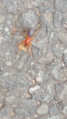 Dysdera crocata