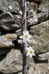Drimia maritima