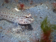 Gobius incognitus