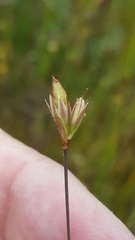 Juncus stygius americanus