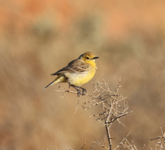 Epthianura aurifrons
