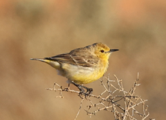 Epthianura aurifrons