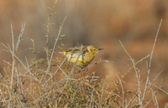 Epthianura aurifrons