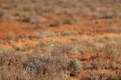 Epthianura aurifrons