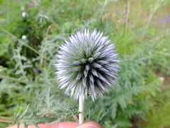 Echinops tataricus