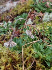 Antennaria dioica