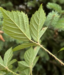 Rubus hispidus