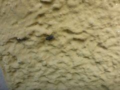 Muscina stabulans