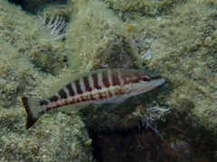 Serranus cabrilla