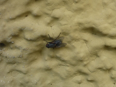 Muscina stabulans