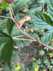 Rubus hispidus