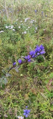 Gentiana triflora