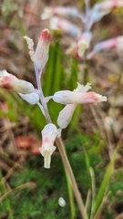 Lachenalia