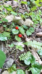 Geophila repens