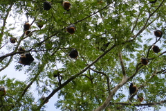 Pteropus niger