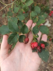 Rosa corymbifera