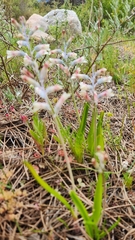 Lachenalia