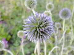 Echinops tataricus