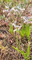 Lachenalia