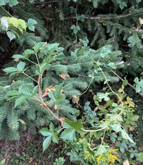 Rubus hispidus