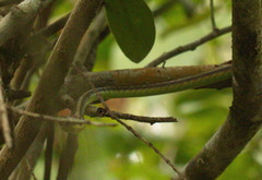 Dendrelaphis cyanochloris