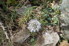 Echinops spinosissimus