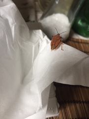 Carpocoris fuscispinus