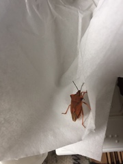 Carpocoris fuscispinus