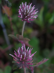 Trifolium hirtum