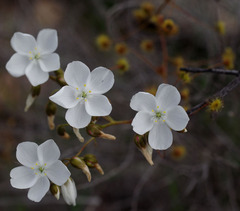 Drosera macrantha