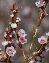 Thryptomene australis australis