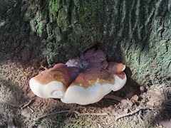 Ganoderma resinaceum