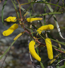 Acacia lasiocalyx
