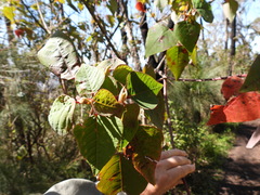 Homalanthus populifolius