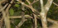 Dendrelaphis cyanochloris