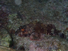 Scorpaena maderensis