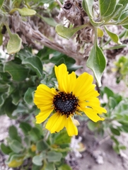 Encelia canescens